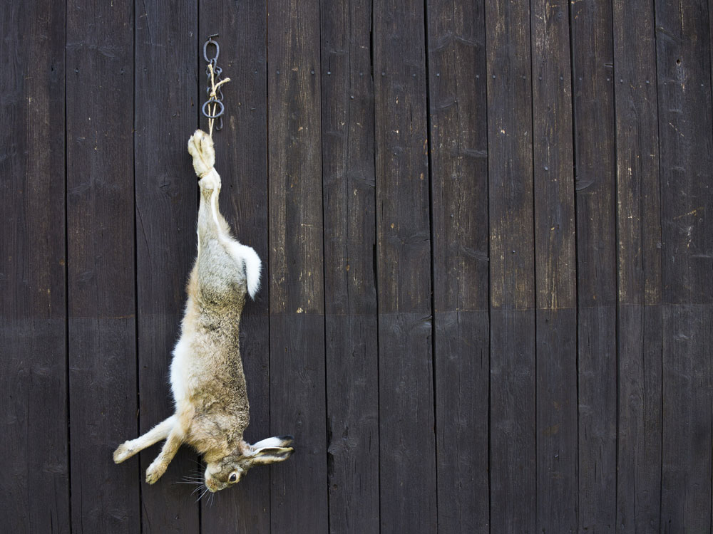 rabbit hanging