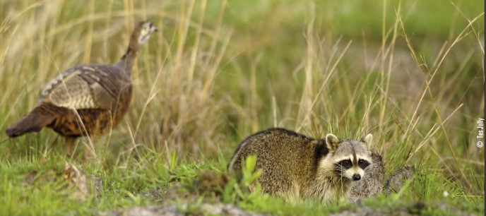 raccoon and turkey