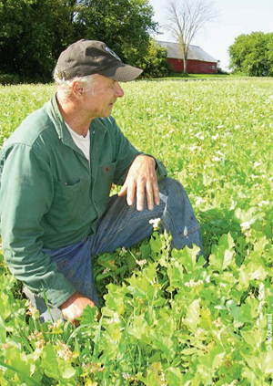 deer radish annual