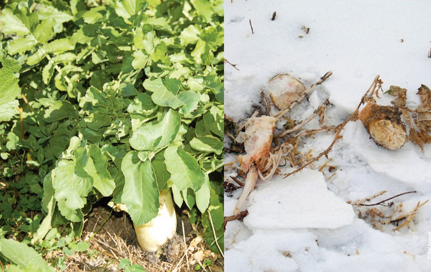 Radish in snow