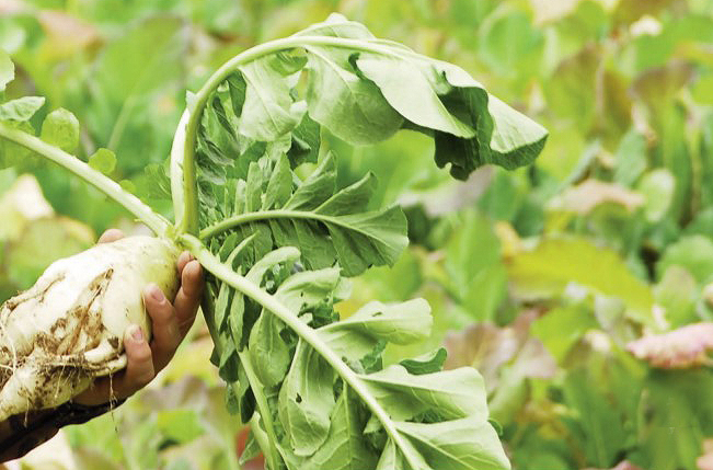 Biologic deer radish