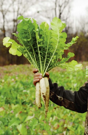 radishes