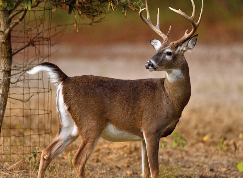 raised tail whitetail