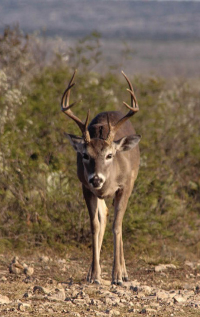 relaxed deer