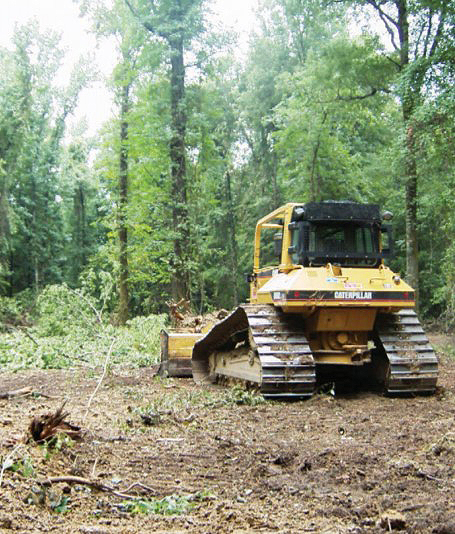 removing trees