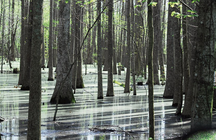 green tree reservoir