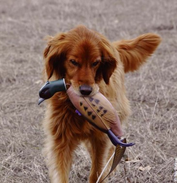 retriever with dummy