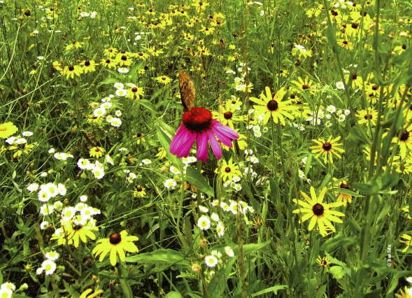 roadside flowers