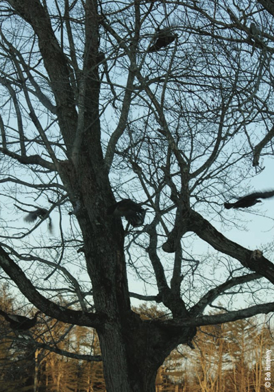 roosting turkeys