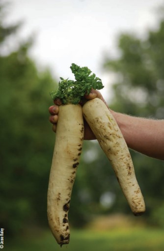 root bulbs