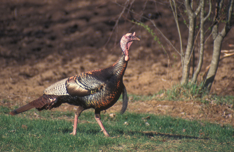 wild turkey