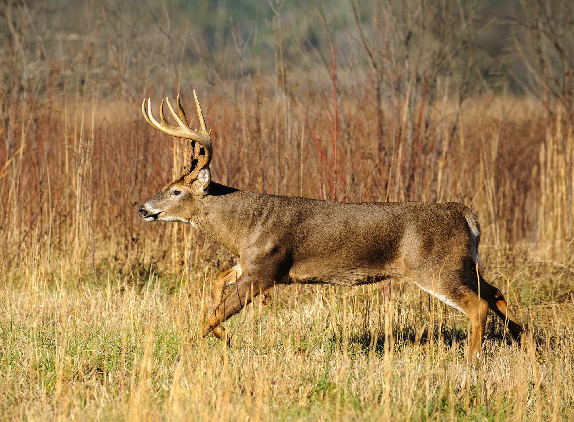 deer running