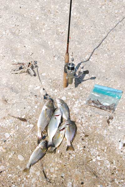 surf fishing catch