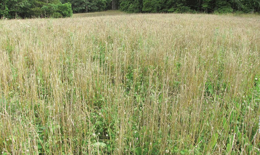 seed heads