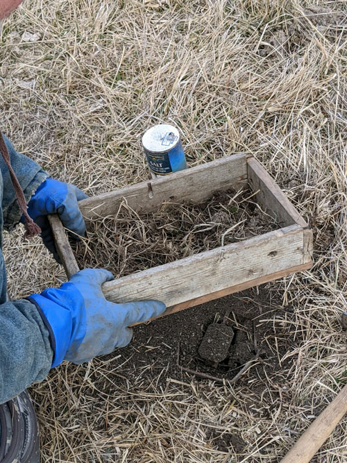 preparing predator trap