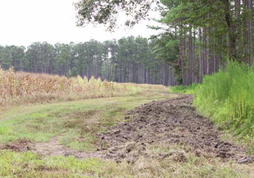 side planting