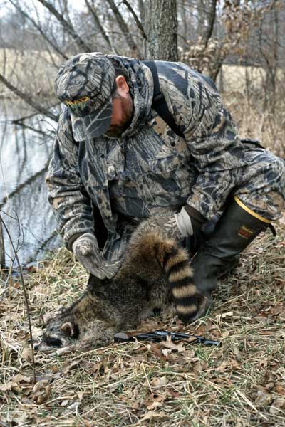 skinning raccoon