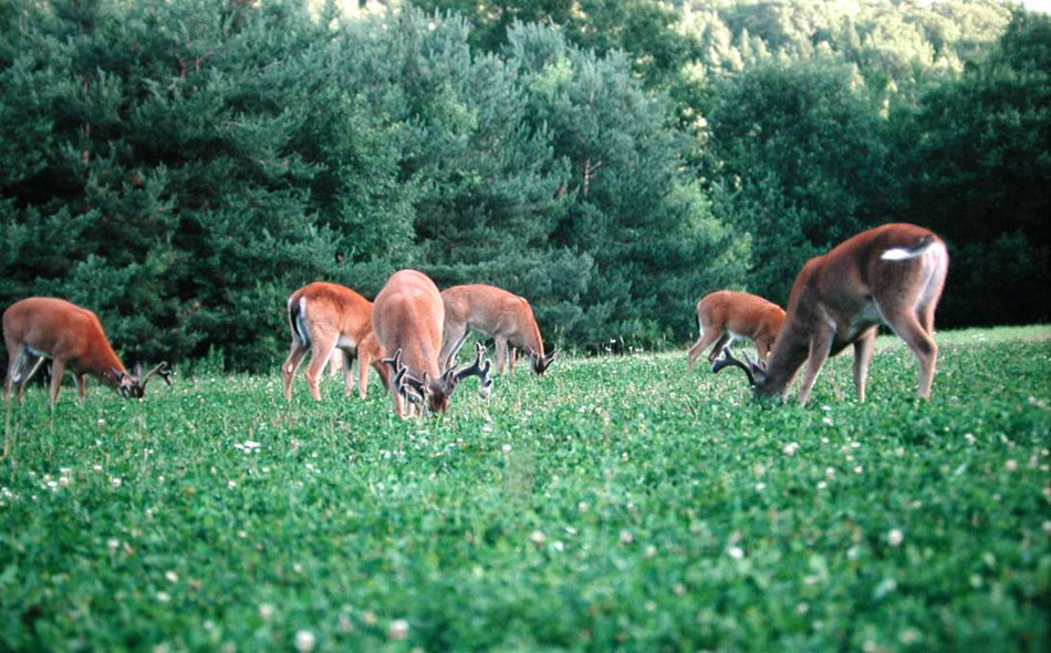 deer in a food plot