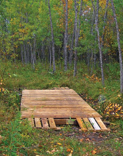 bridge in nature