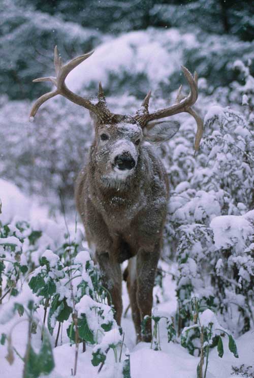 snow covered buck