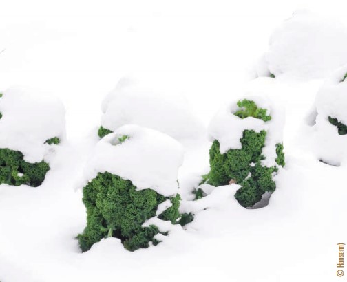 snow covered vegetation