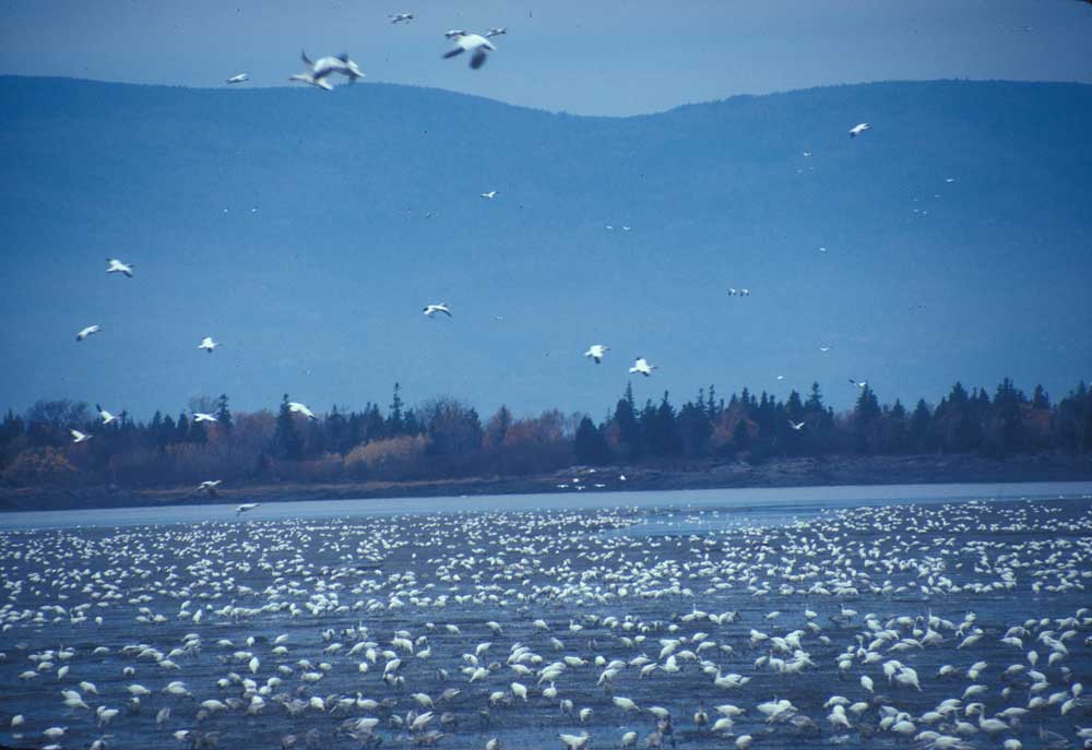 snow geese flying