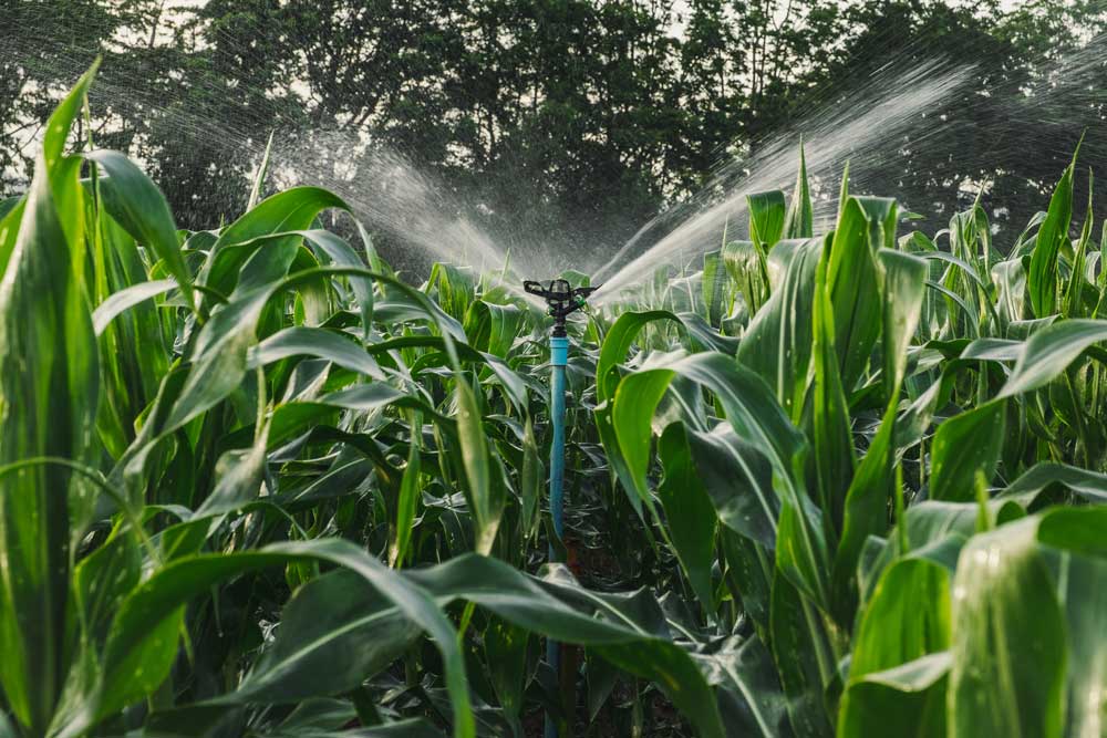 sprinkler in corn