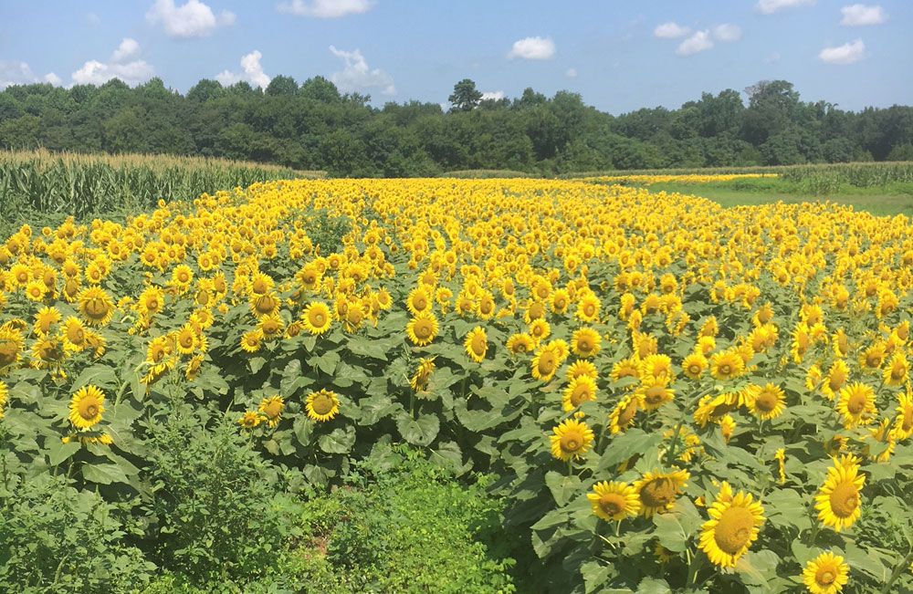 sunflower field