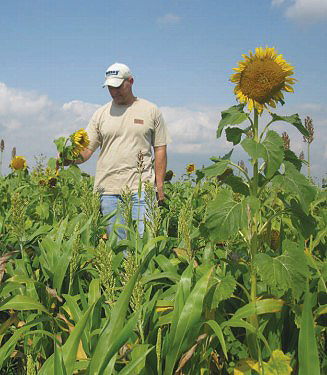 sunflowers