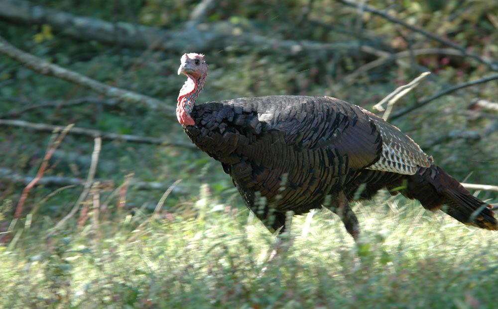 testy turkey