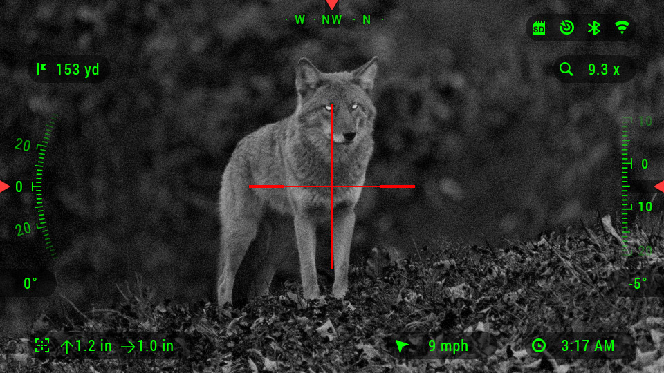 a coyote in thermal crosshairs