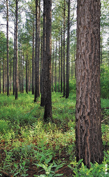 pines after burn