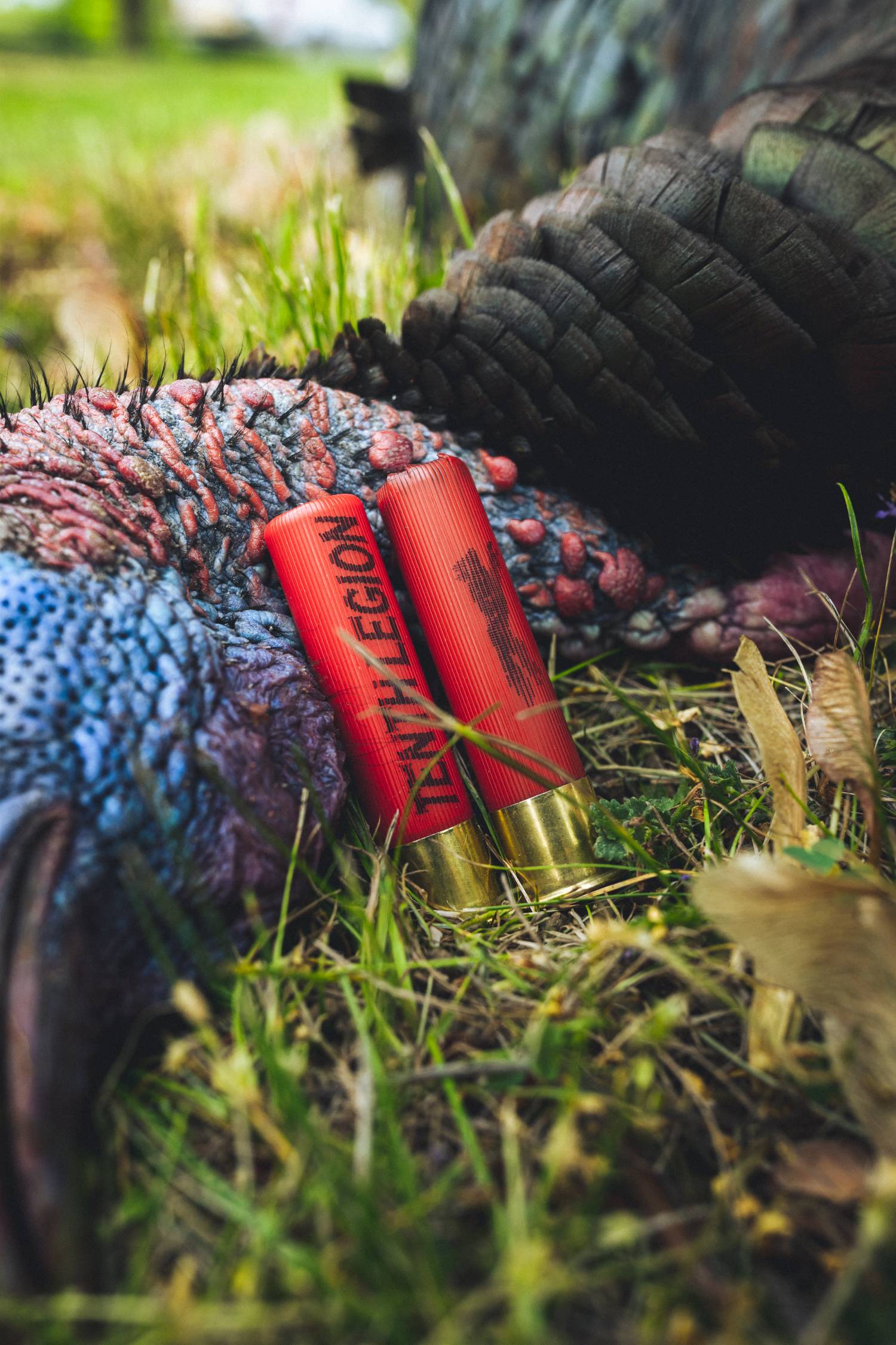 tom kelly shotgun with turkey