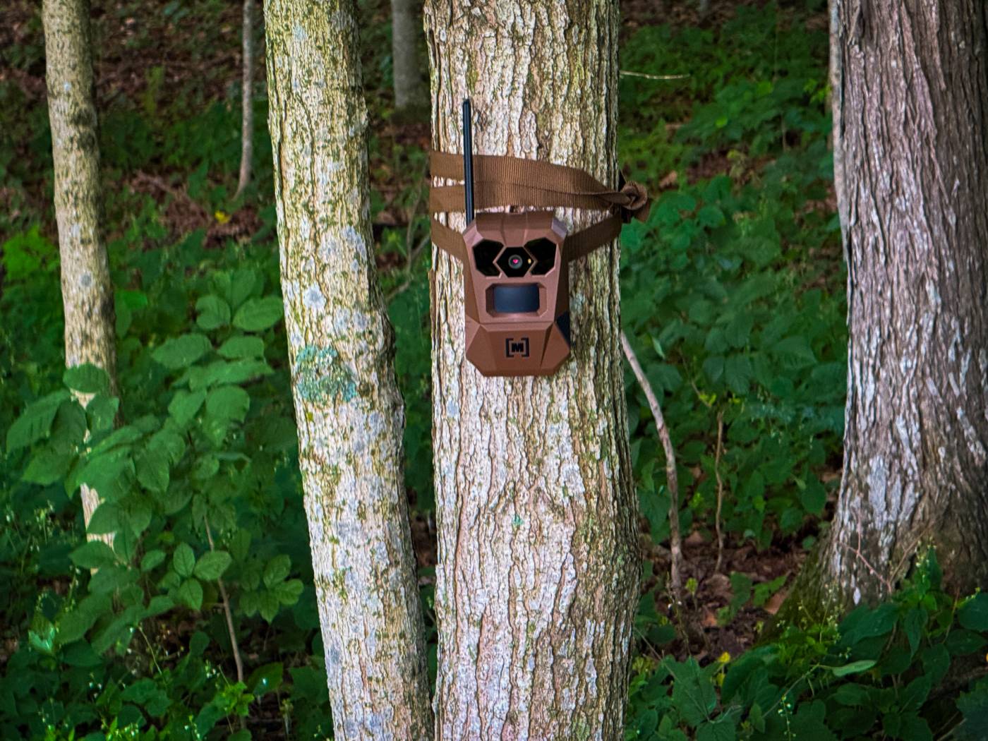 trail cameras