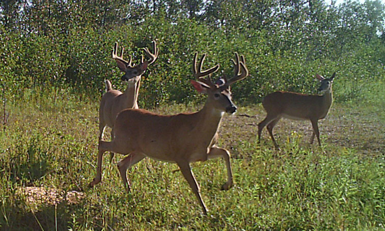 deer on trail camera