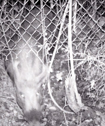 pig on game camera