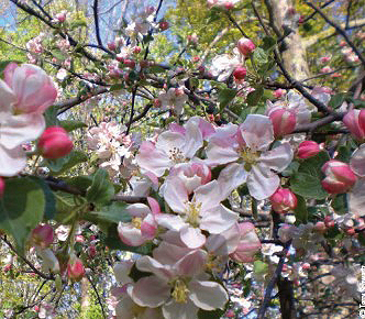 tree blossoms