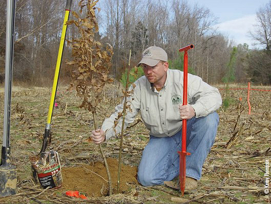 planting trees