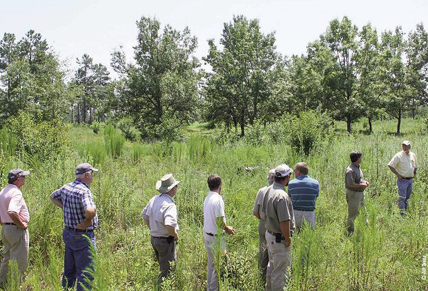 tree plot tour