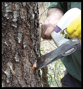 tree removal