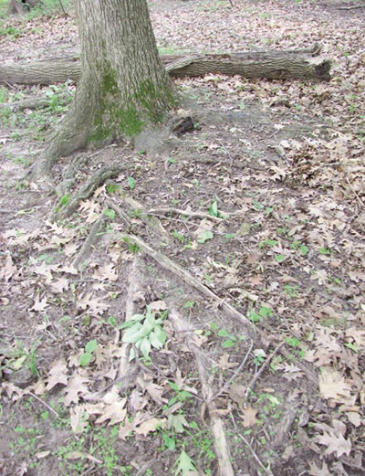 exposed tree roots