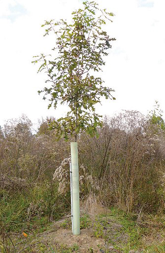 2-year tree growth