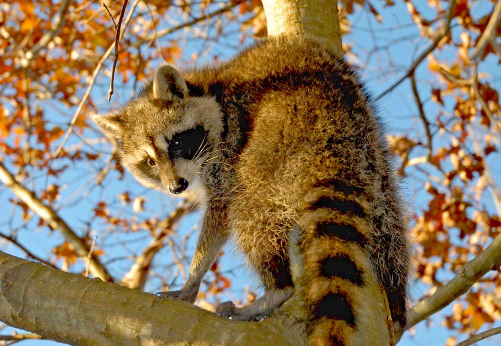 treed raccoon