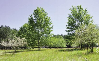 hard and soft mast trees