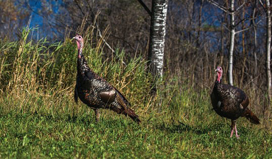 turkey decoy