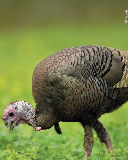 turkey eating