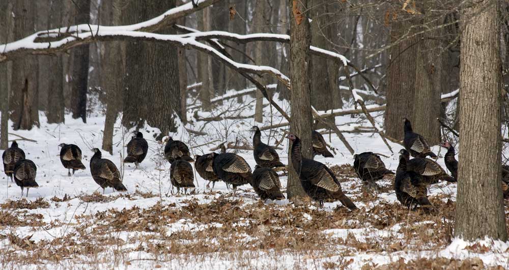 turkey flock in snow