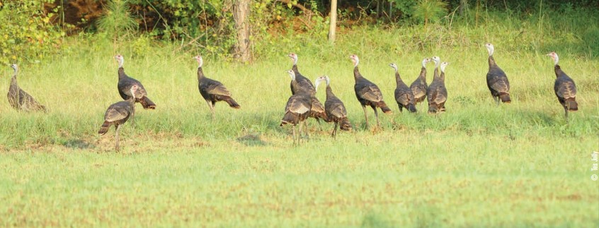 turkey flock