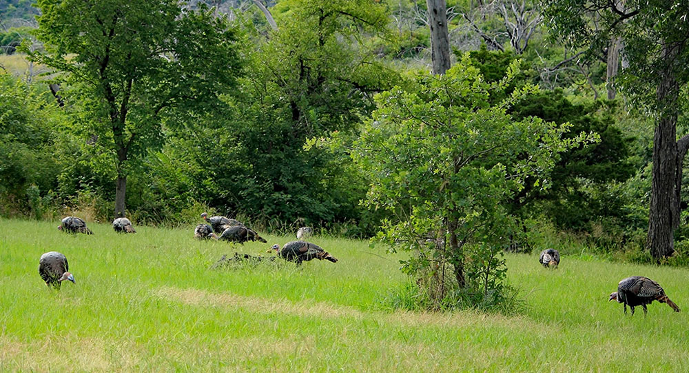 wild turkeys