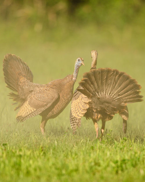 turkey hens fighting